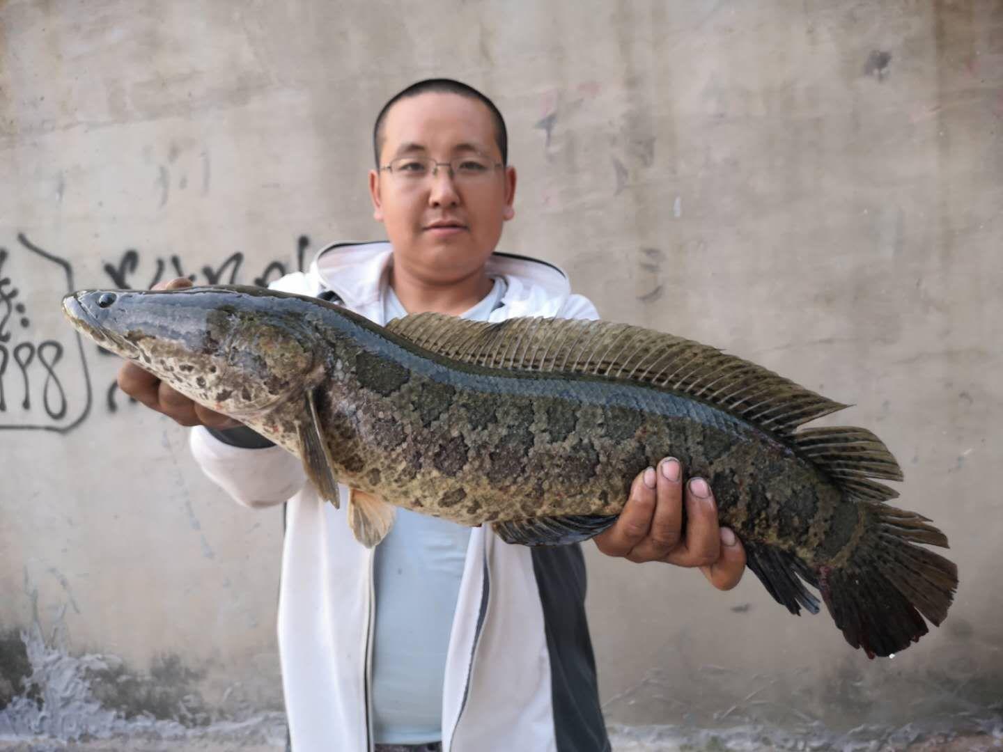 路亞黑魚釣法實戰(zhàn)體驗與深度解析，效果揭秘