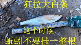 鱗影魚竿，傳承工藝，釣魚新境界的探索者